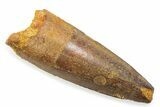 Fossil Spinosaurus Tooth - Feeding Worn Tooth #372869-1